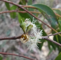 Eucalyptus macrorhyncha