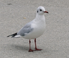 Chroicocephalus ridibundus