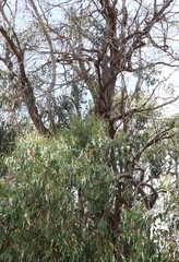Eucalyptus macrorhyncha