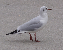 Chroicocephalus ridibundus