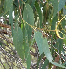 Eucalyptus macrorhyncha