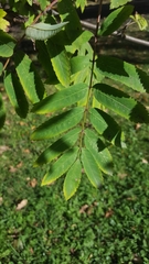 Sorbus aucuparia