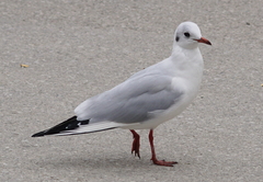 Chroicocephalus ridibundus