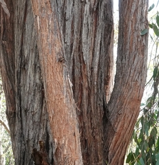 Eucalyptus macrorhyncha
