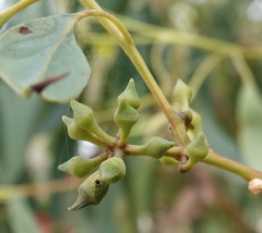 Eucalyptus macrorhyncha