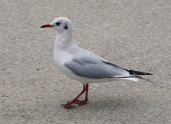 Chroicocephalus ridibundus