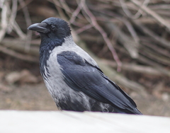 Corvus cornix
