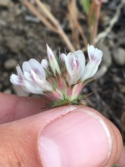 Trifolium obtusiflorum