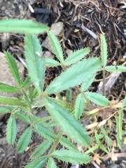 Trifolium obtusiflorum