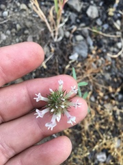 Trifolium obtusiflorum