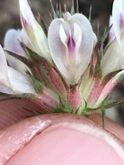 Trifolium obtusiflorum