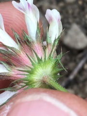Trifolium obtusiflorum