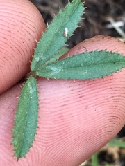 Trifolium obtusiflorum