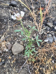 Trifolium obtusiflorum