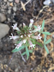 Trifolium obtusiflorum