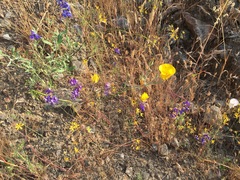 Calochortus clavatus