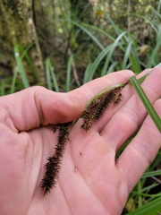 Carex forsteri