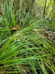 Carex forsteri