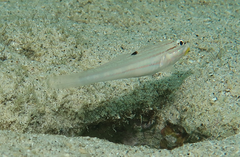 Valenciennea muralis