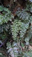 Trichomanes obscurum