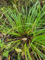 Carex forsteri