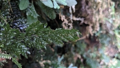 Trichomanes obscurum