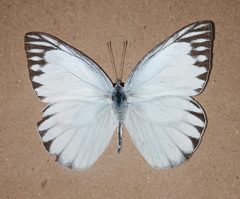 Appias libythea