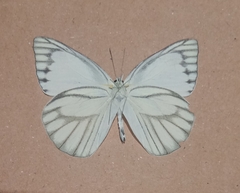 Appias libythea