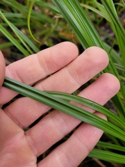 Carex forsteri