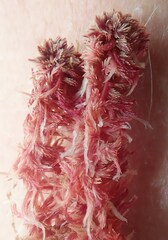 Sphagnum capillifolium