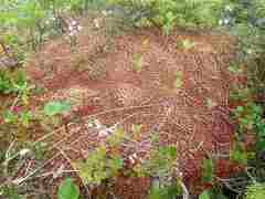 Sphagnum capillifolium