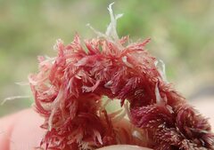 Sphagnum capillifolium