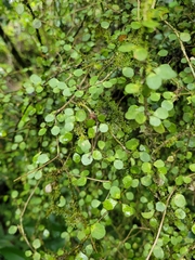 Melicytus micranthus