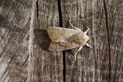 Xanthia ocellaris