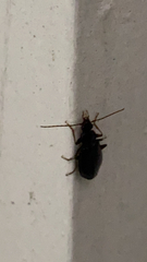 Platyninae