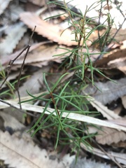 Ricinocarpos pinifolius