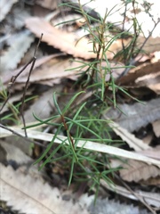 Ricinocarpos pinifolius