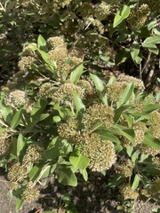 Olearia avicenniifolia