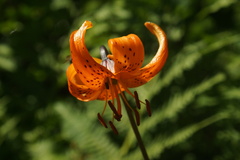Lilium medeoloides