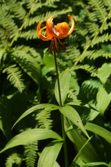 Lilium medeoloides