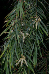 Acacia courtii