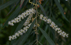 Acacia courtii
