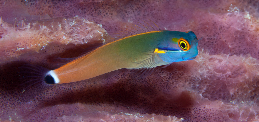 Tail-Spot Combtooth Blenny