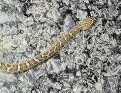 Pantherophis emoryi