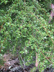 Coprosma quadrifida