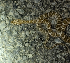 Pantherophis emoryi
