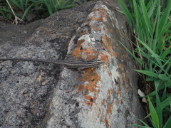 Platysaurus orientalis