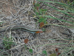 Gerrhosaurus flavigularis