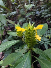 Barleria oenotheroides