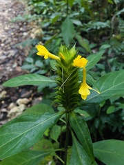 Barleria oenotheroides